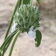 Acrotome angustifolia