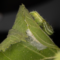 Thysanoplusia orichalcea