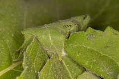 Thysanoplusia orichalcea