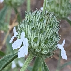 Acrotome angustifolia