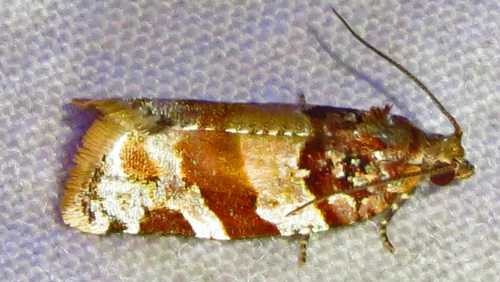 Kimball's Leafroller Moth photo 5