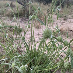 Acrotome angustifolia