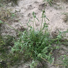 Acrotome angustifolia