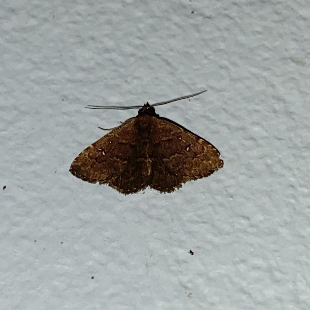 Ostha coryphata