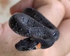 Pareas margaritophorus