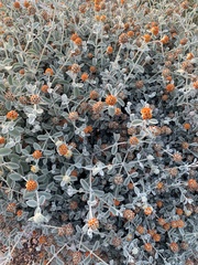 Buddleja marrubiifolia