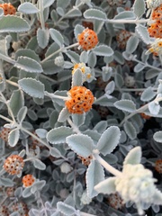 Buddleja marrubiifolia