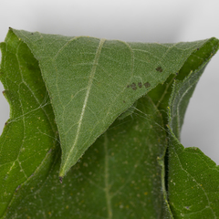 Thysanoplusia orichalcea