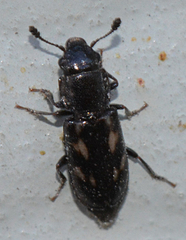 Glischrochilus vittatus