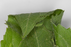 Thysanoplusia orichalcea