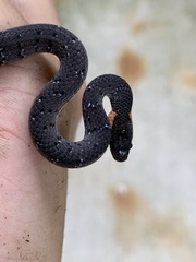 Pareas margaritophorus