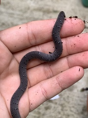 Pareas margaritophorus