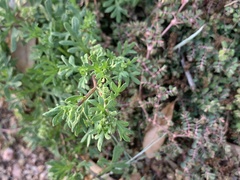 Lepidium oblongum