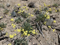 Eriogonum nudum westonii