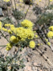 Eriogonum nudum westonii