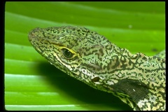 Equatorial Anole photo 4