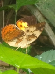 Cupha erymanthis maja