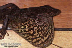 Equatorial Anole photo 5