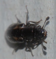 Glischrochilus vittatus