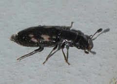 Glischrochilus vittatus