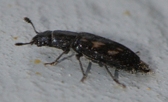 Glischrochilus vittatus