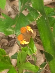 Cupha erymanthis maja