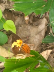 Cupha erymanthis maja