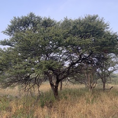 Vachellia luederitzii