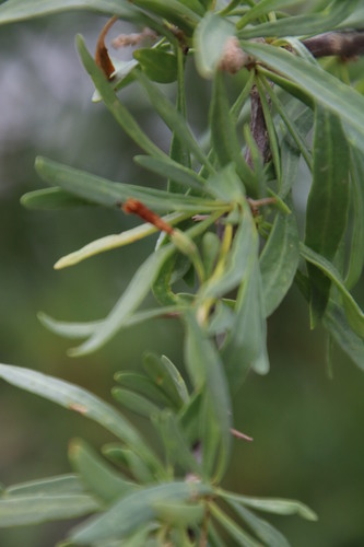 Image of Lycium oxycarpum by (c) Tony Rebelo, some rights reserved (CC BY-SA)