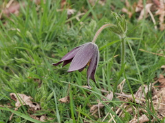 Pulsatilla rubra