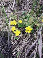 Potentilla heptaphylla