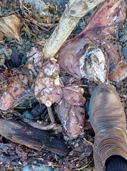 Enteroctopus dofleini