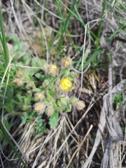 Potentilla heptaphylla