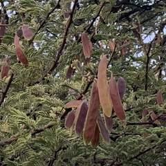 Vachellia luederitzii