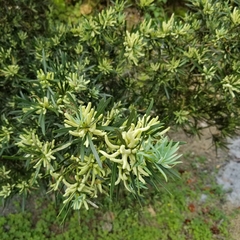 Podocarpus costalis