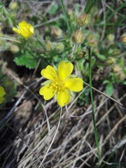 Potentilla heptaphylla