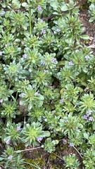 Pogogyne serpylloides