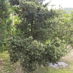 Podocarpus costalis