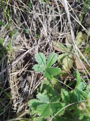 Potentilla heptaphylla