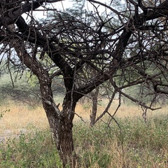 Vachellia luederitzii
