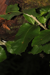 Atherosperma moschatum