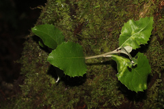 Atherosperma moschatum