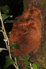 Atherosperma moschatum
