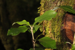 Atherosperma moschatum