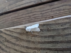 Spilosoma vestalis