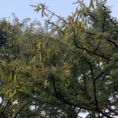 Vachellia luederitzii