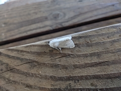 Spilosoma vestalis