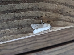 Spilosoma vestalis