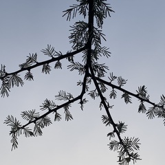 Vachellia luederitzii