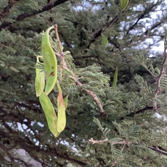 Vachellia luederitzii